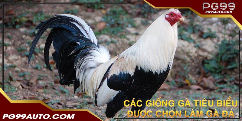 Các giống gà tiêu biểu được chọn làm gà đá