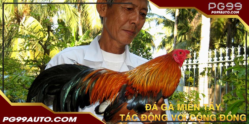 Tác động tới cộng đồng của đá gà miền tây